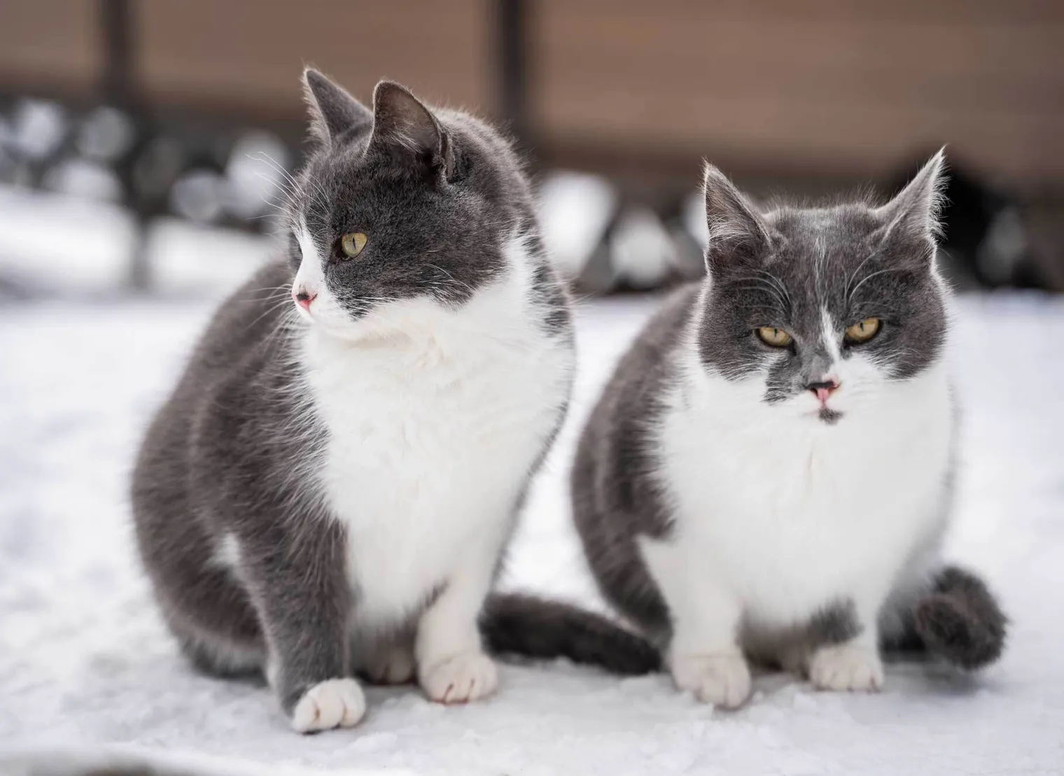 Fuzzy Matching: How Does it Apply to Names? | Babel Street