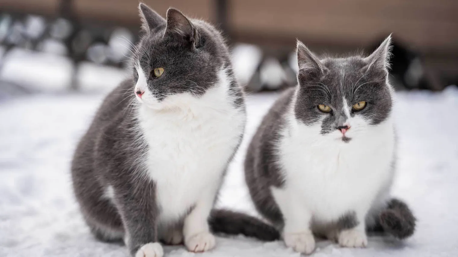 What is Fuzzy Matching and How Does it Apply to Names? | Babel Street